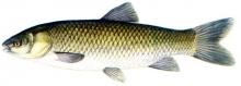 Amur (Ctenopharyngodon idella)