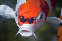 Koi ponty